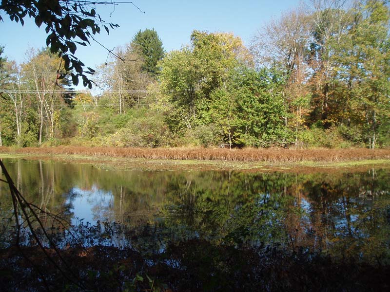 Water-willow Shrub Wetland, Moutain Lake